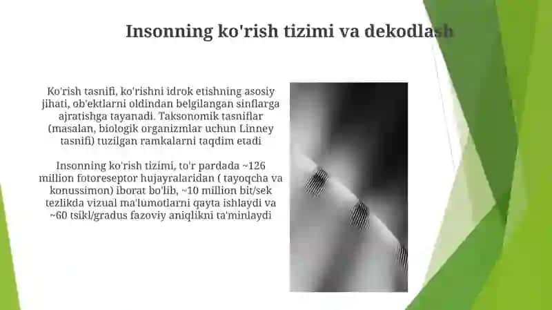Insonning ko'rish tizimi va dekodlash 3