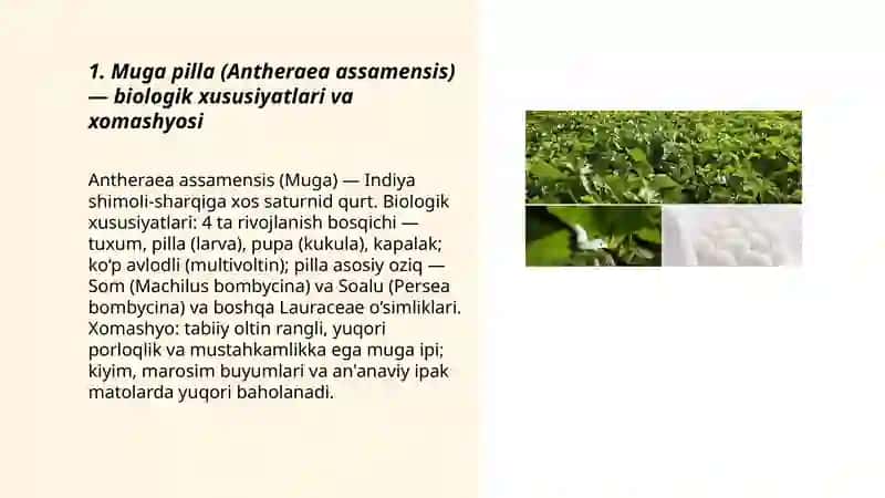 Muga pilla (Antheraea assamensis) 3