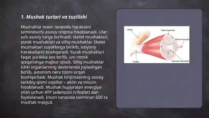 Siliq va ko'ndalang targ'il mushaklar Fiziologik farqlari 3