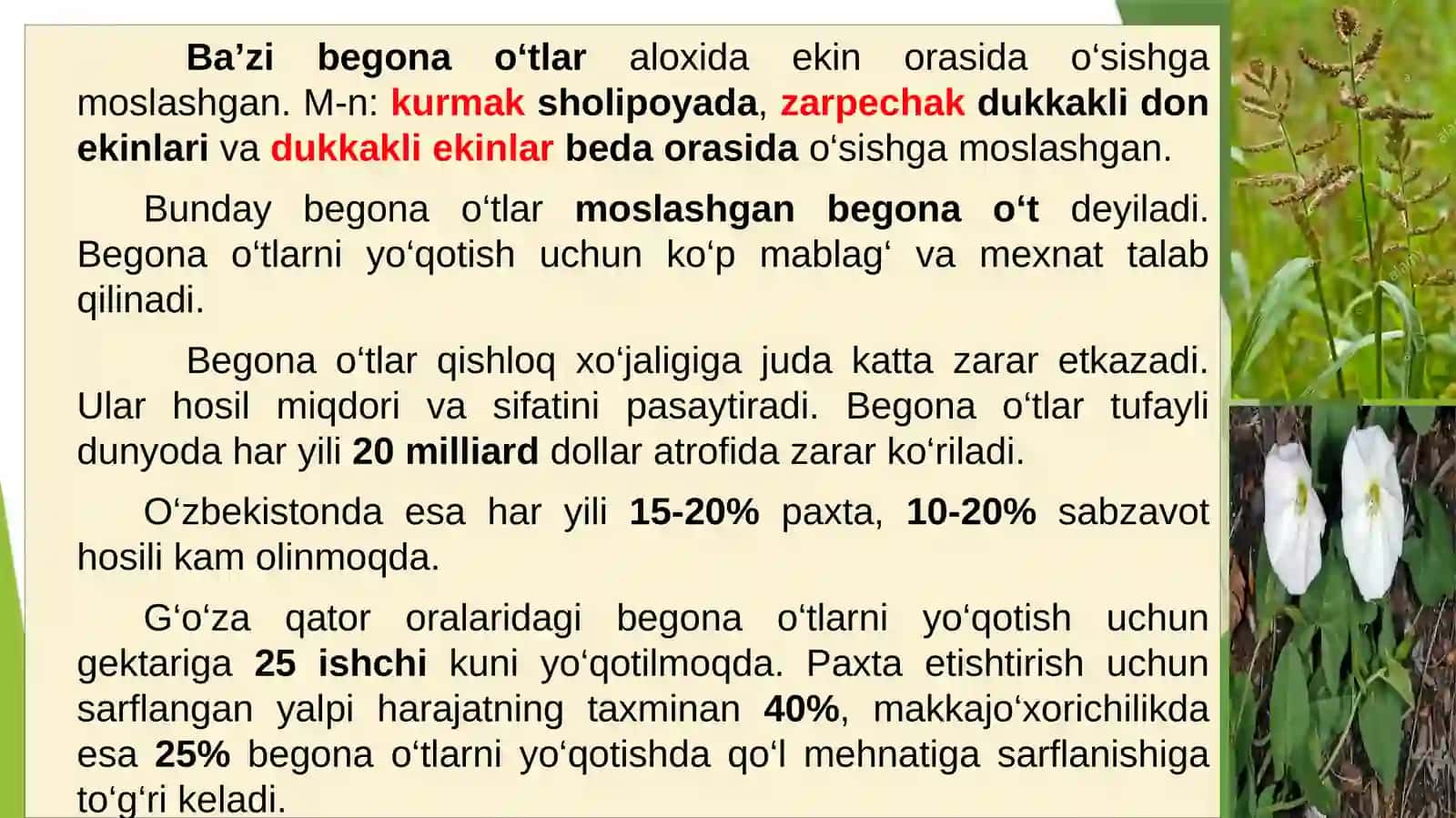 “Organik dehqonchilik va o’rmon melioratsiya” si F.Asatillayev: Begona o‘tlar, ularning zarari va biologik xususiyatlari 3