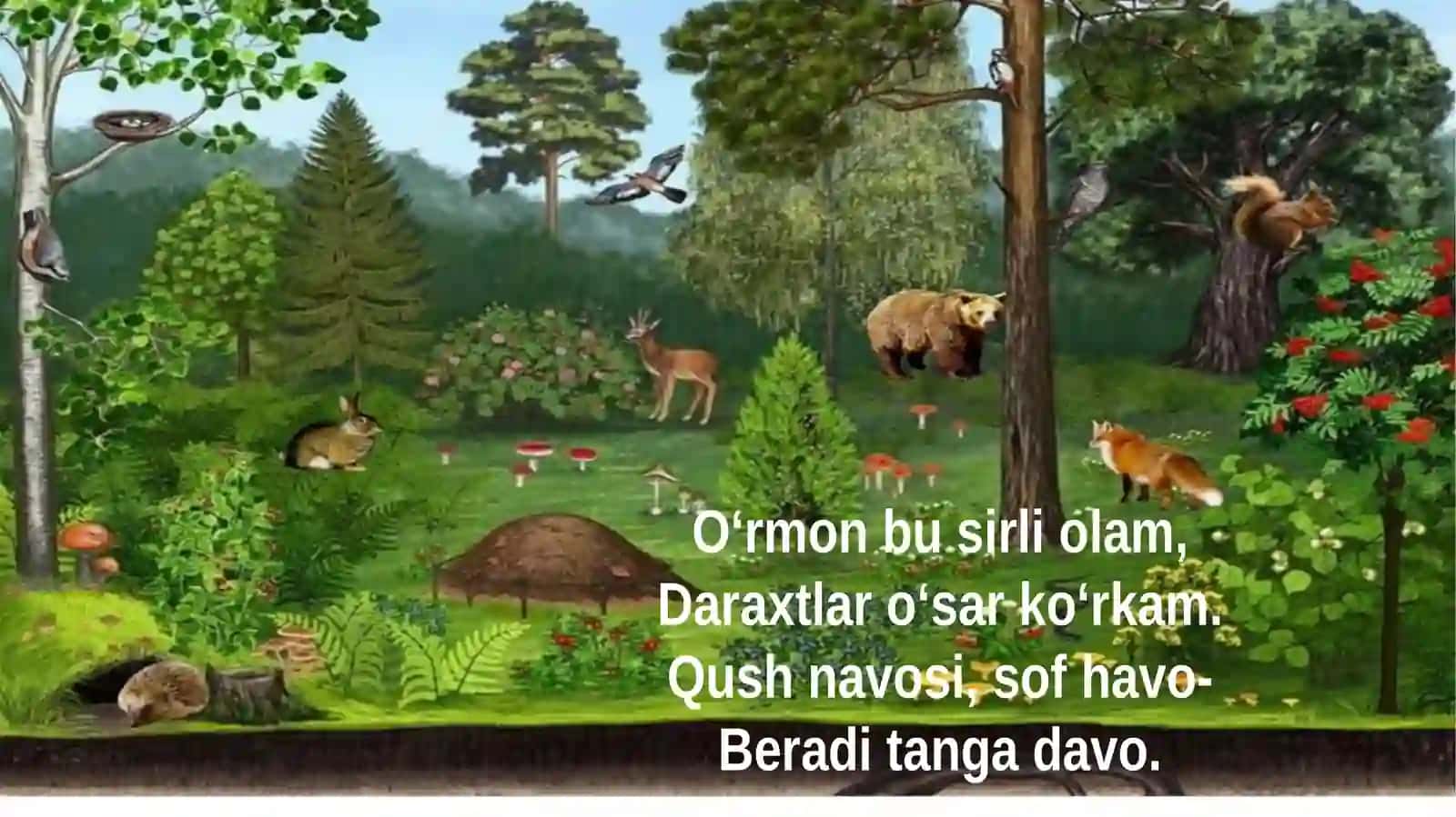 O‘rmon va o‘tloq 3