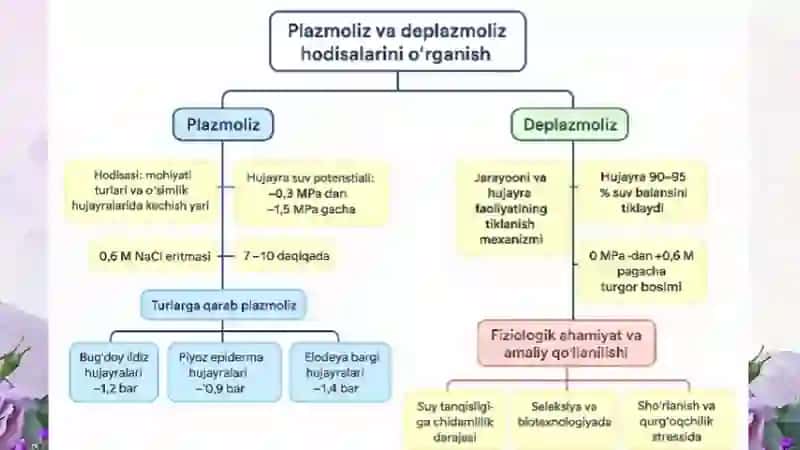 Plazmoliz va deplazmoliz hodisalarini turli oʻsimlik hujayralarida oʻrganish 3