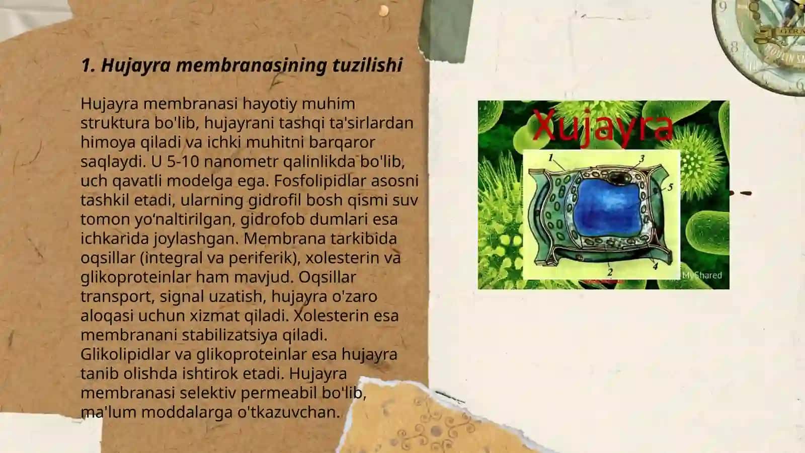 Hujayra membranisida moddalarning transport 3