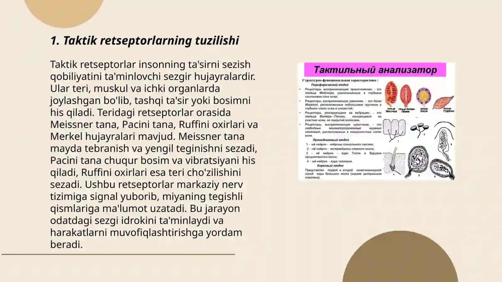 Taktil va xarorat retseptorlari 3