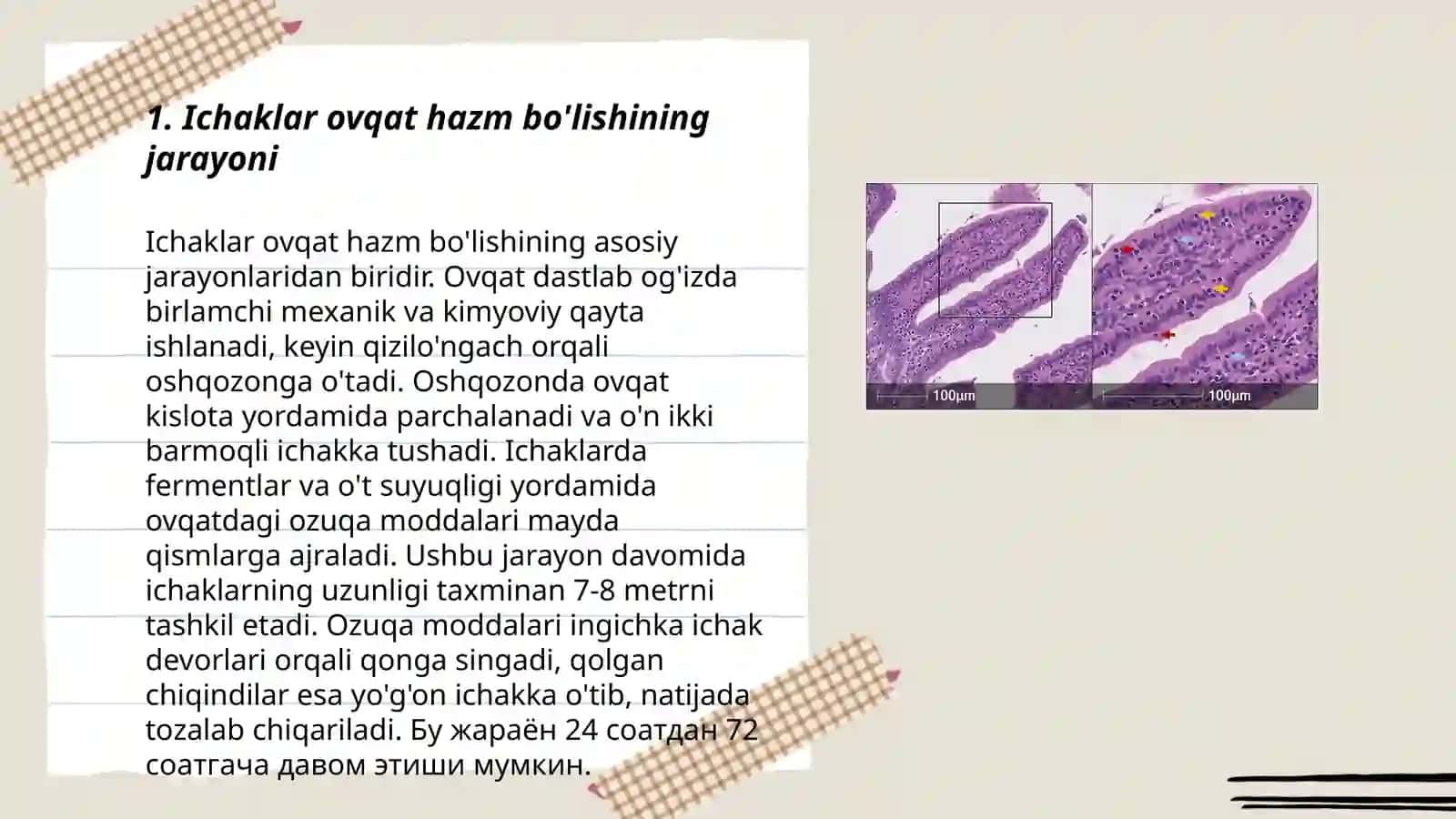 Ichaklar ovqat hazm bo'lishi va qonga so'rilishida jiyakli enterotsitning ahamiyati 3