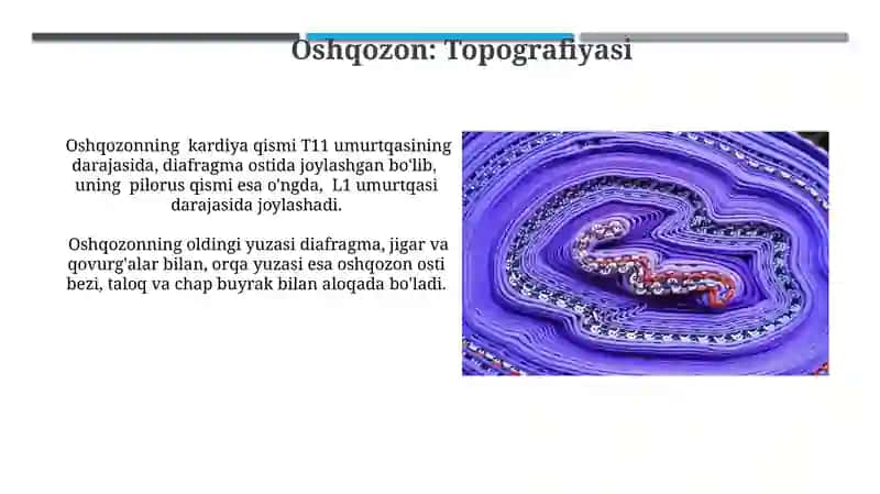 Jigar, Oshqozon va Oshqozon Osti Bezi Tuzuilishi 3