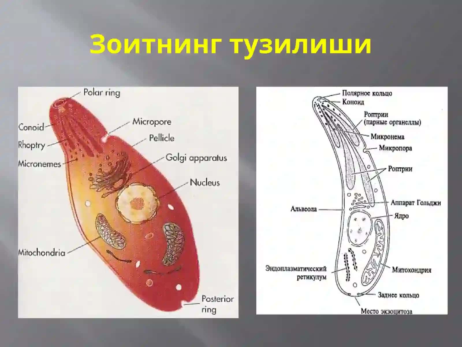 Protozoa кенжа дунёси (Бир ҳужайралилар) 3