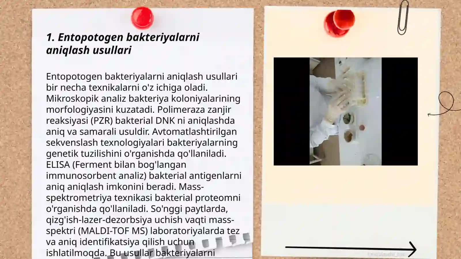 Entopotogen bakteriyalar ajratib olish va ular asosida preparatlar tayyorlash 3