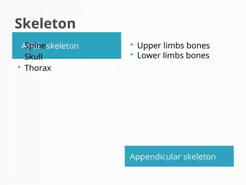 Skeleton 3