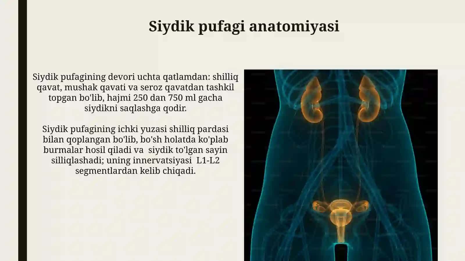Buyrak, qovuq va siydik yoʻli, siydik chiqarish kanalianatomiyasi 3