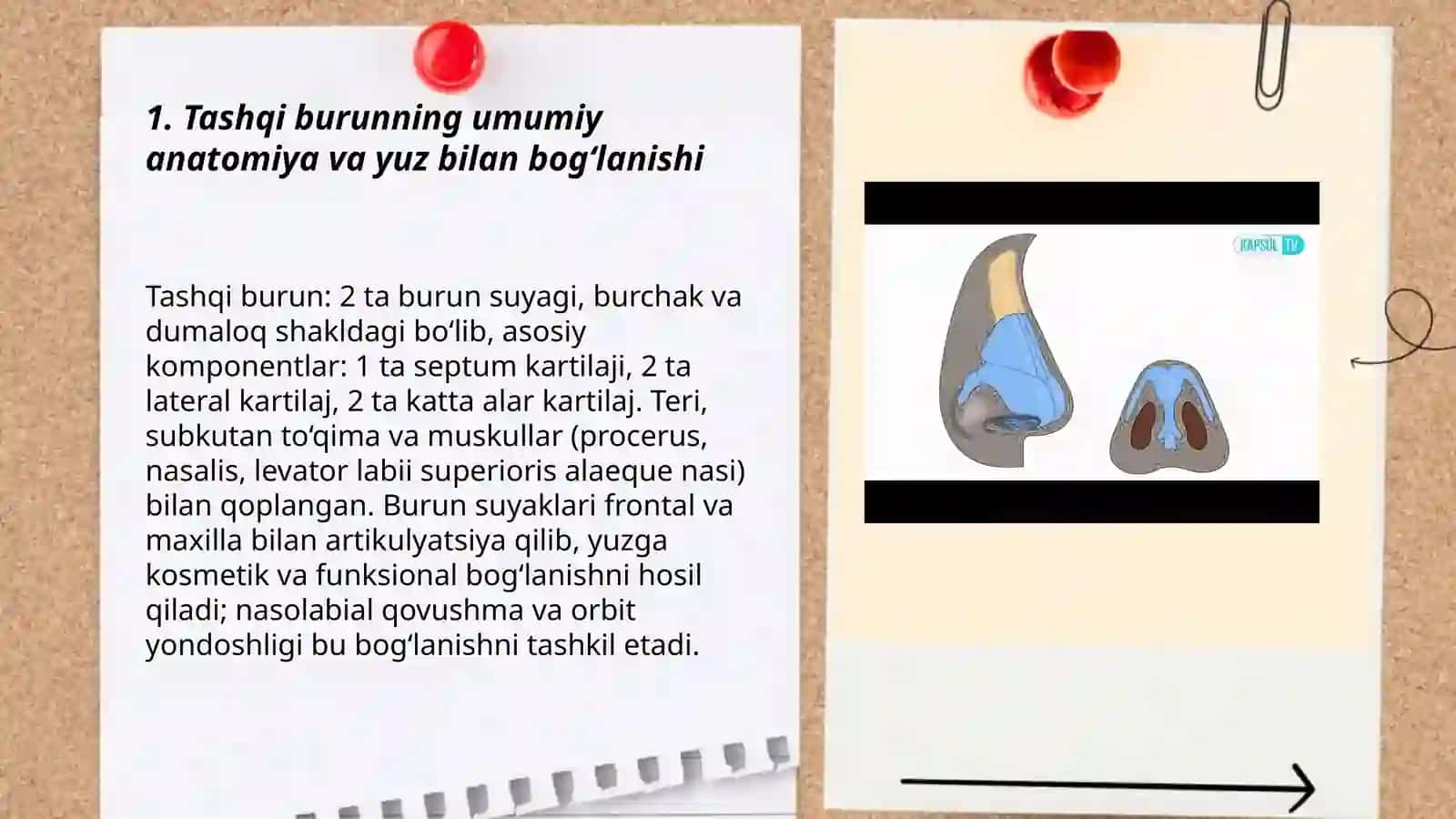 Tashqi burun. Burun bo'shlig'i devorini tuzilishi 3