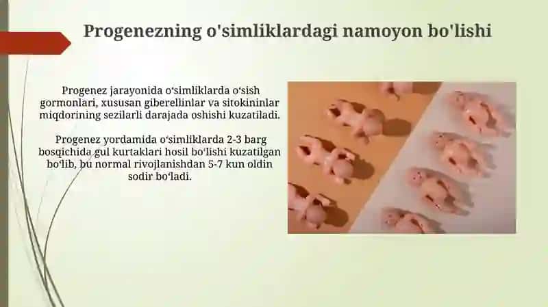 Proembironal rivojlanishning umumiy qonuniyatlari prohenezi 3