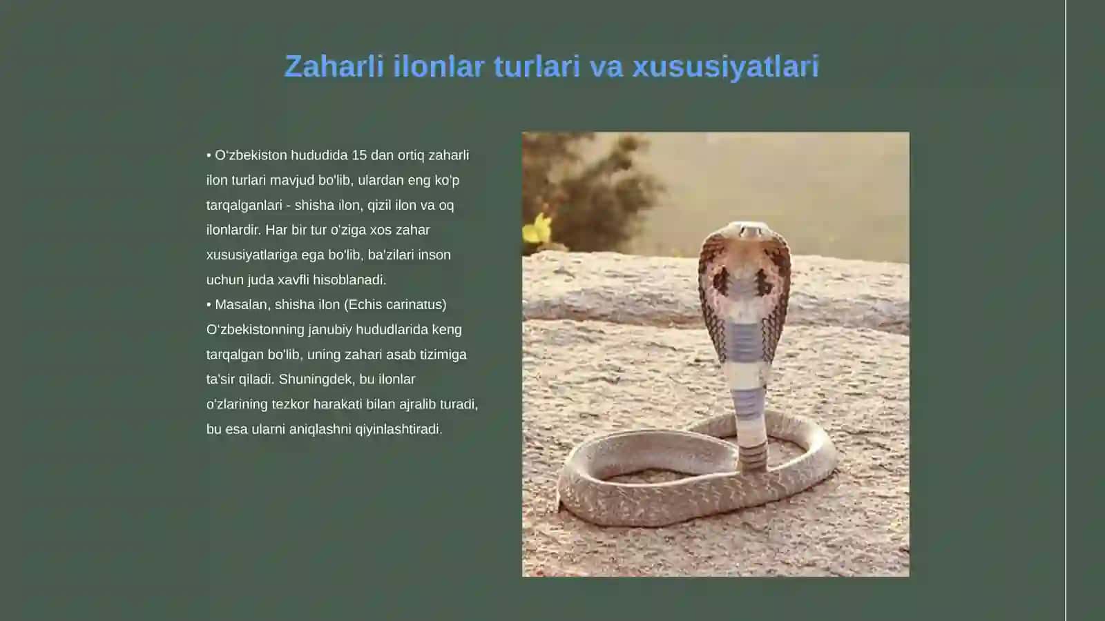 Zaharli ilonlar 3