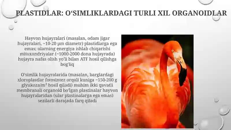 O‘simlik va hayvon hujayralarining o'xshash va farqli jihatlari 3