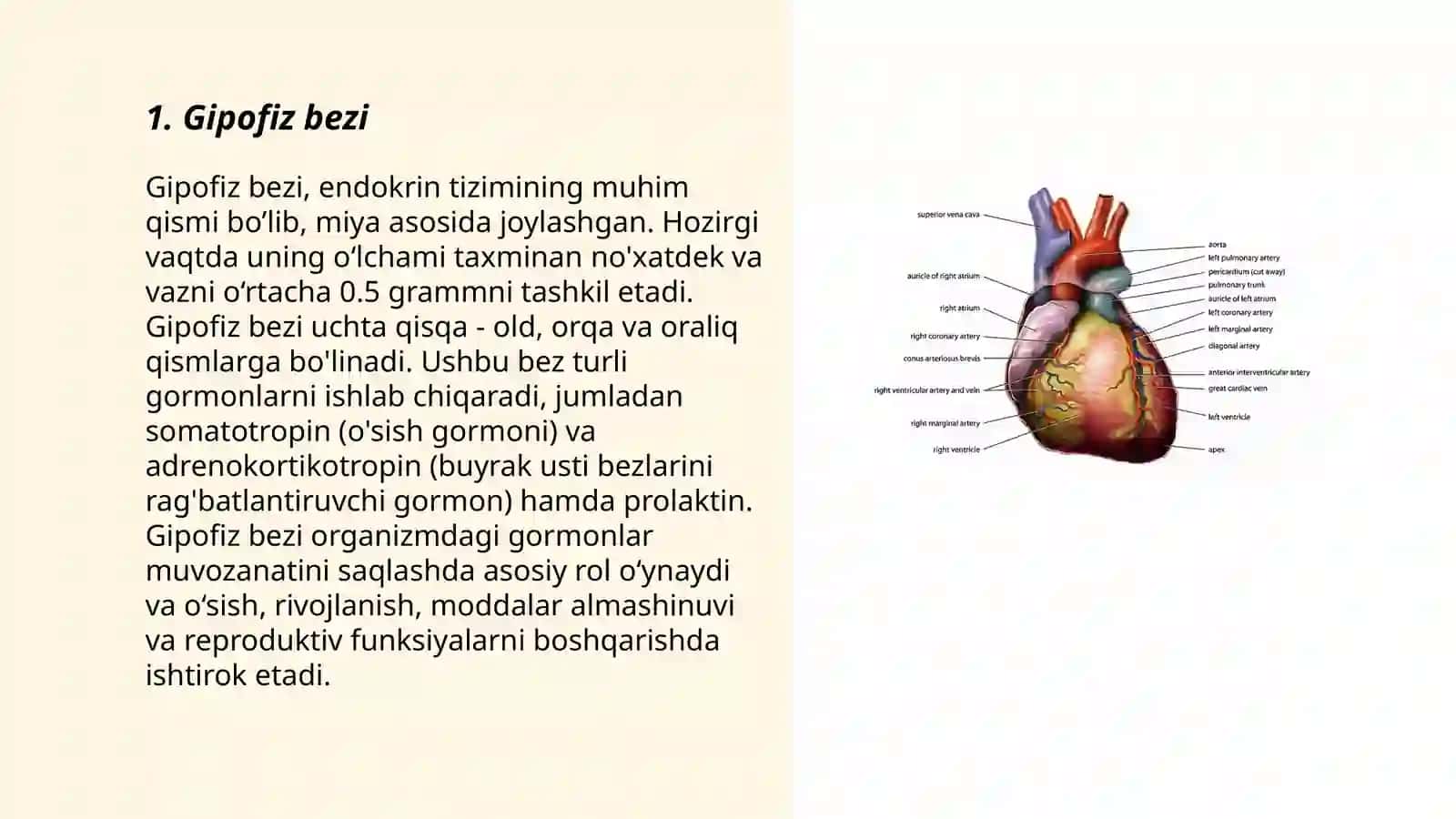 Ichki sekretsiya bezlari fiziologiyasi 3