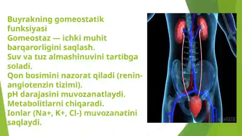 Buyrakning gomeostatik va sekretor funksiyalari 3