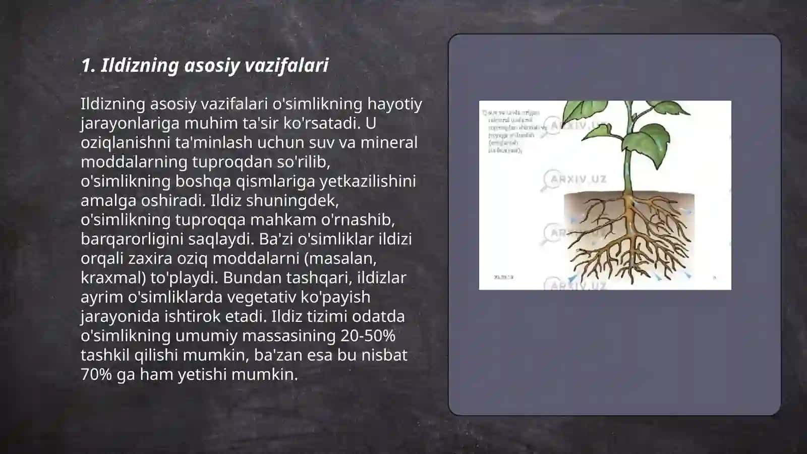 Ildiz tuzilishi va turlari 3