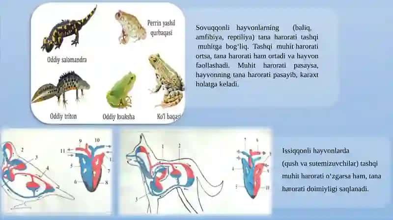 Umurtqalilarning qon aylanish sistemasi 3