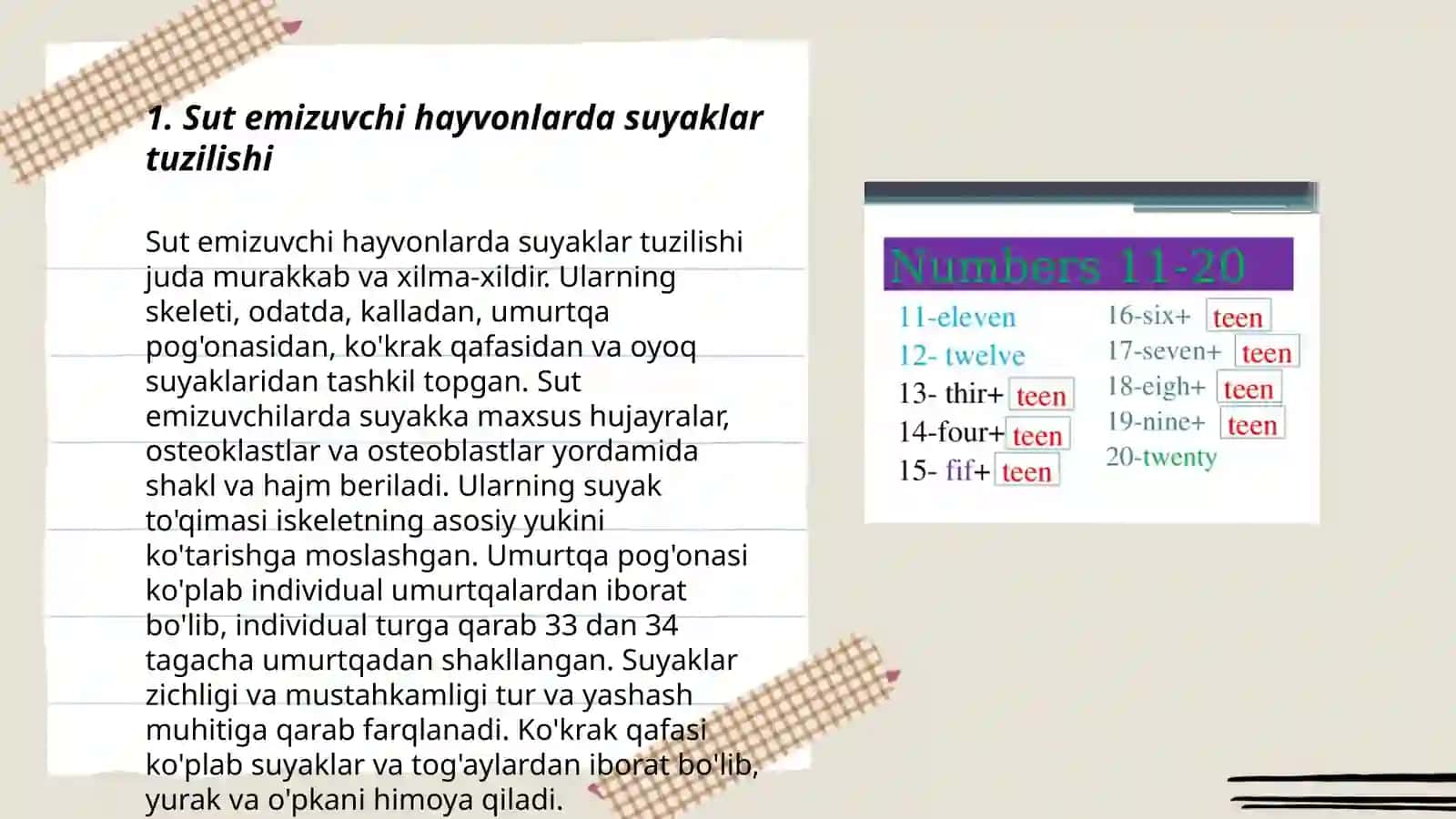 Sut emizuvchi hayvonlarda suyaklar tuzilishi 3