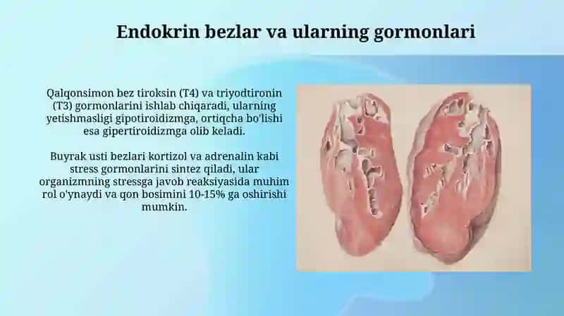 Vena va endokrin sistemalar 3