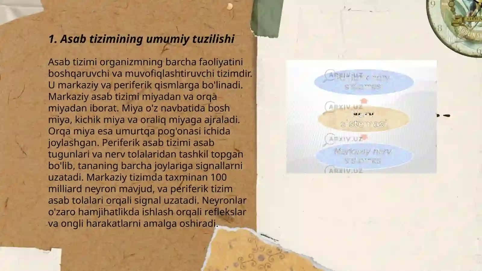 Nerv sistemasi.Neyron.Orqa miya tuzilishi 3