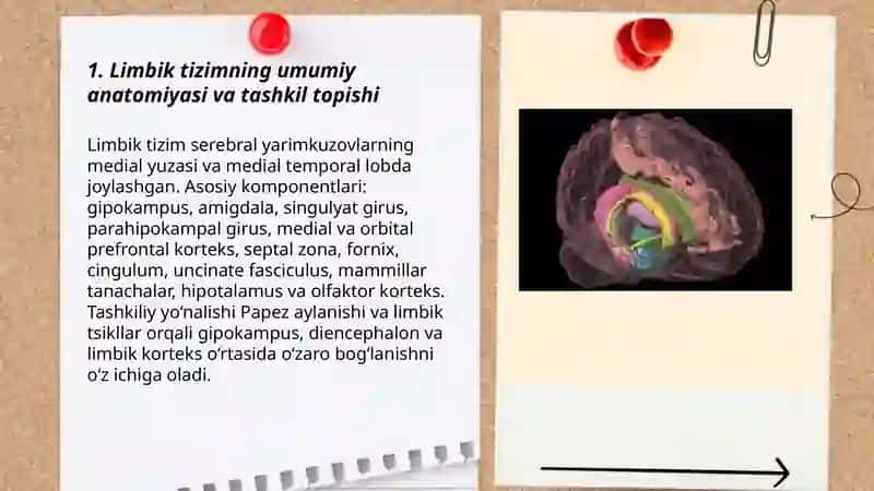 Limbik tizimning umumiy anatomiyasi va tashkil topishi 3