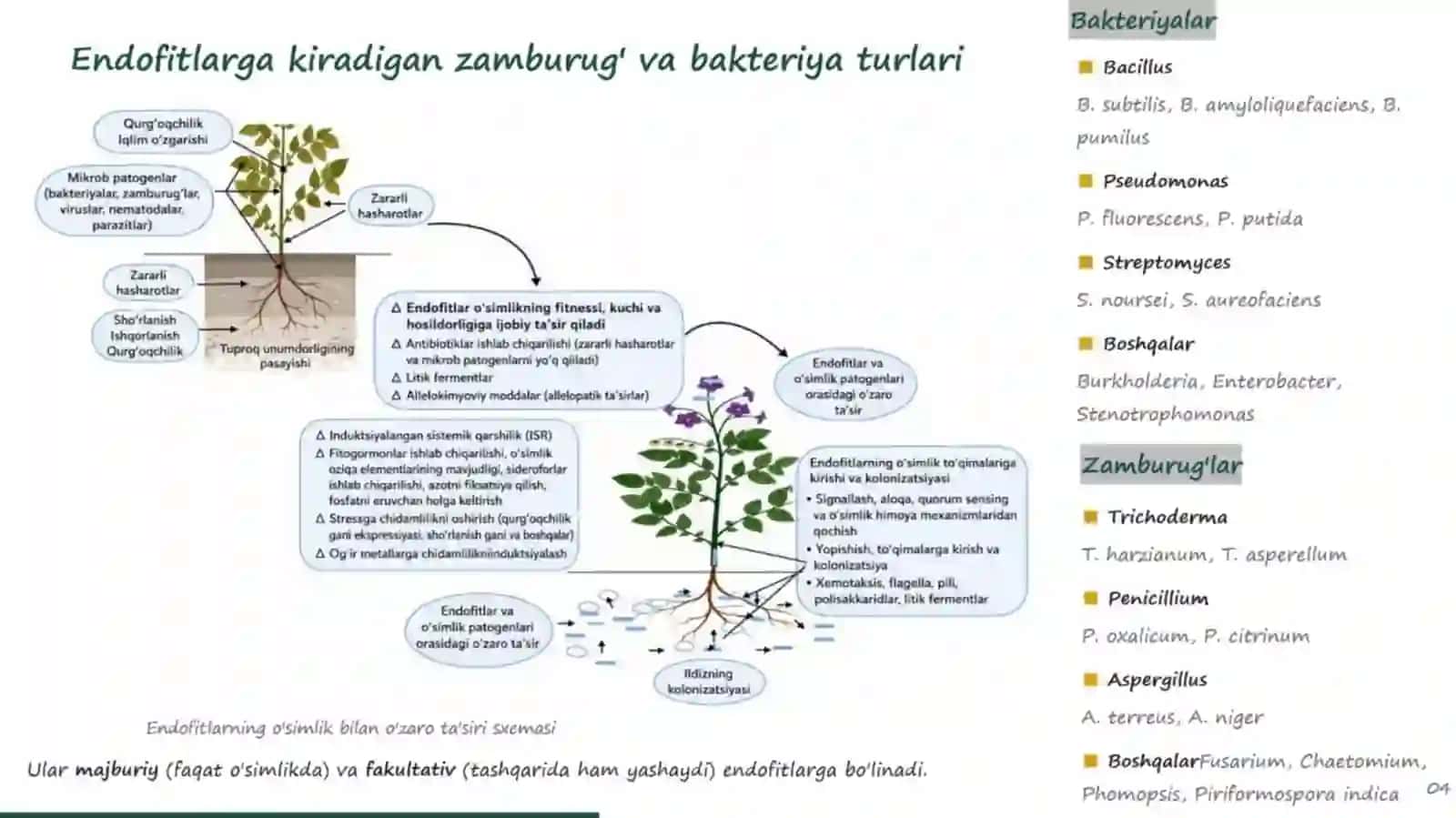 Endofit Mikroorganizmlar Haqida Umumiy Tushuncha 3