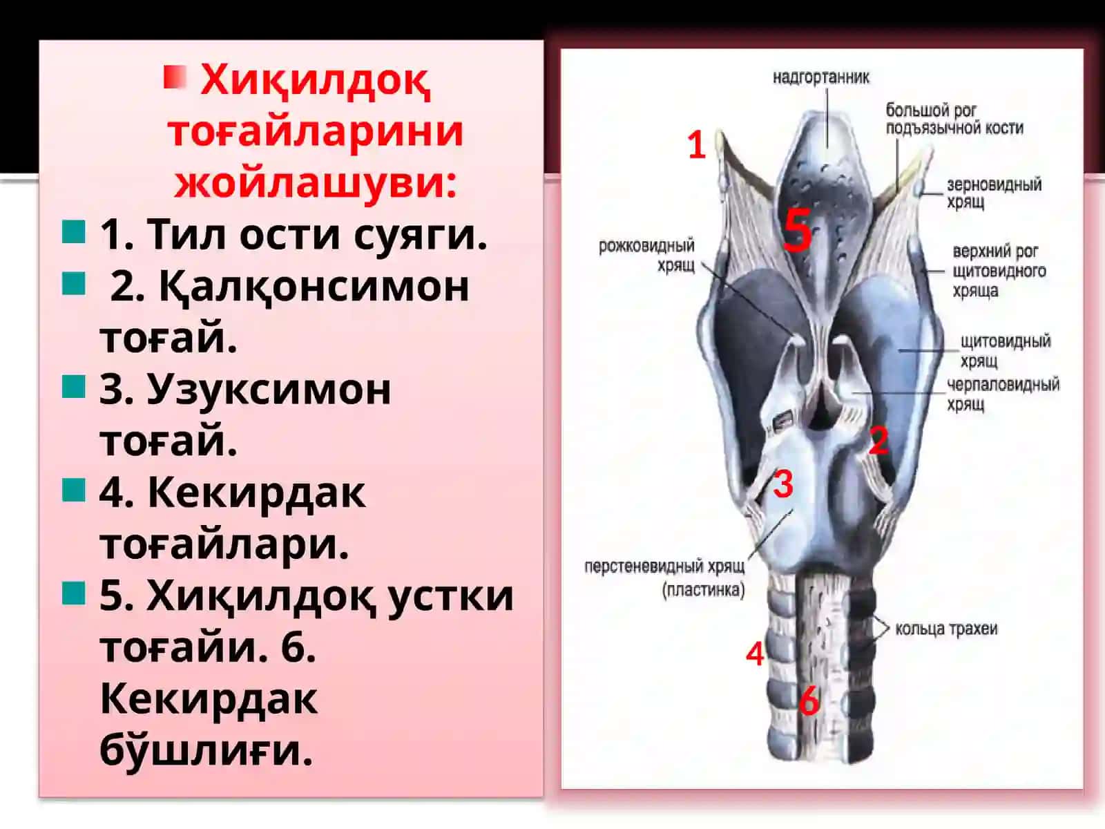 ХИҚИЛДОҚНИКЛИНИК АНАТОМИЯСИ.ХИҚИЛДОҚНИЎТКИР ВА СУРУНКАЛИ КАСАЛЛИКЛАРИ 3