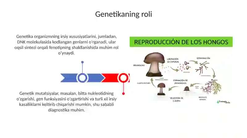 Genetikaning roli va irsiyat mexanizmlari 3