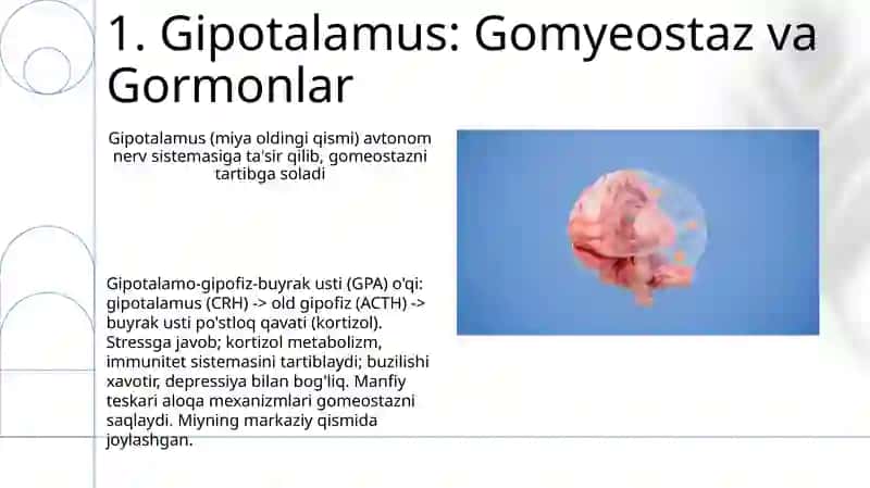 Limbik tizim: funksiyasi 3