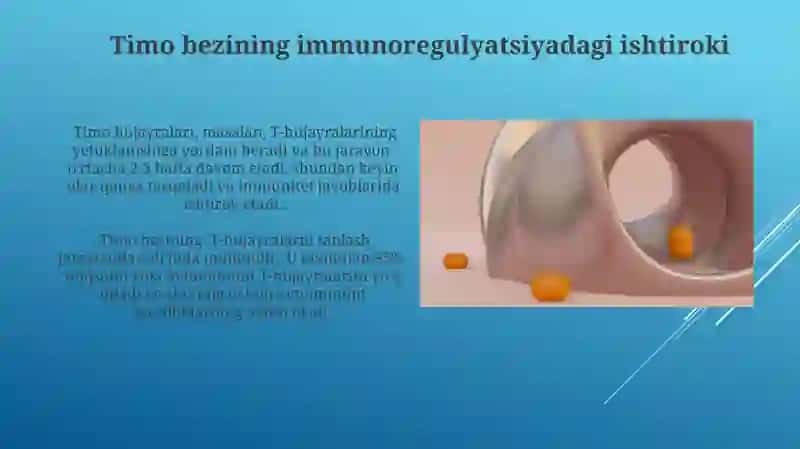 Timus tuzilishi, taraqqiyoti va vazifasi 3