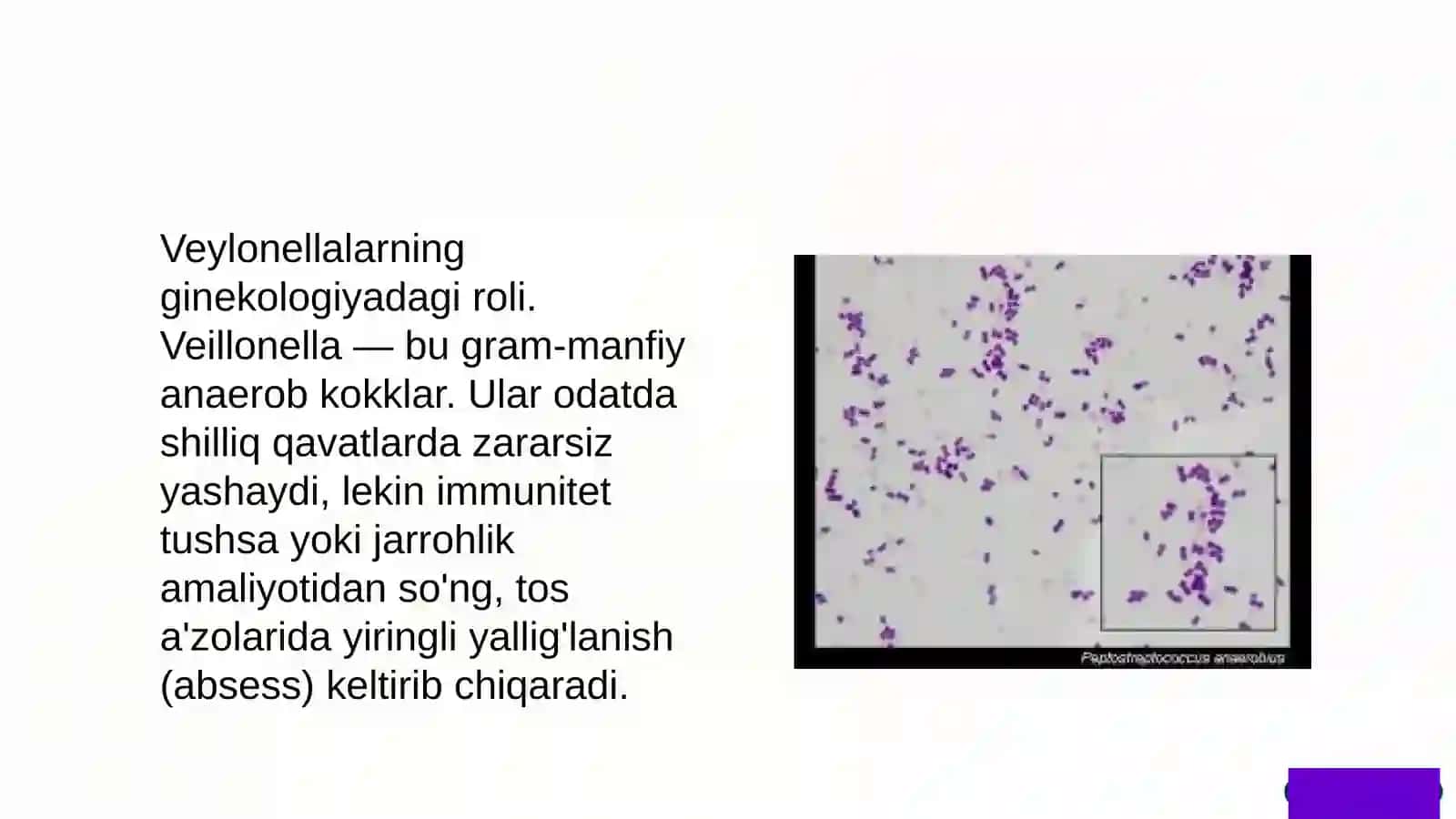 Shartli Patogen Anaerob Kokklar va Qandli Diabet Infeksiyalari 3