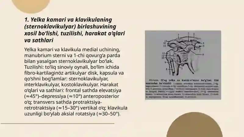 Yelka kamari va qo‘l erkin qismi suyaklarning birlashuvi 3