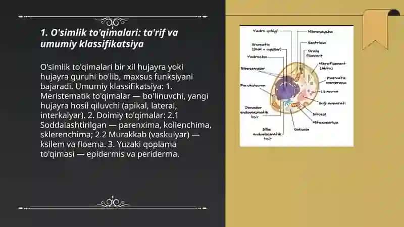 O'simlik to'qimalari va ularning klassifikatsiyasi 3