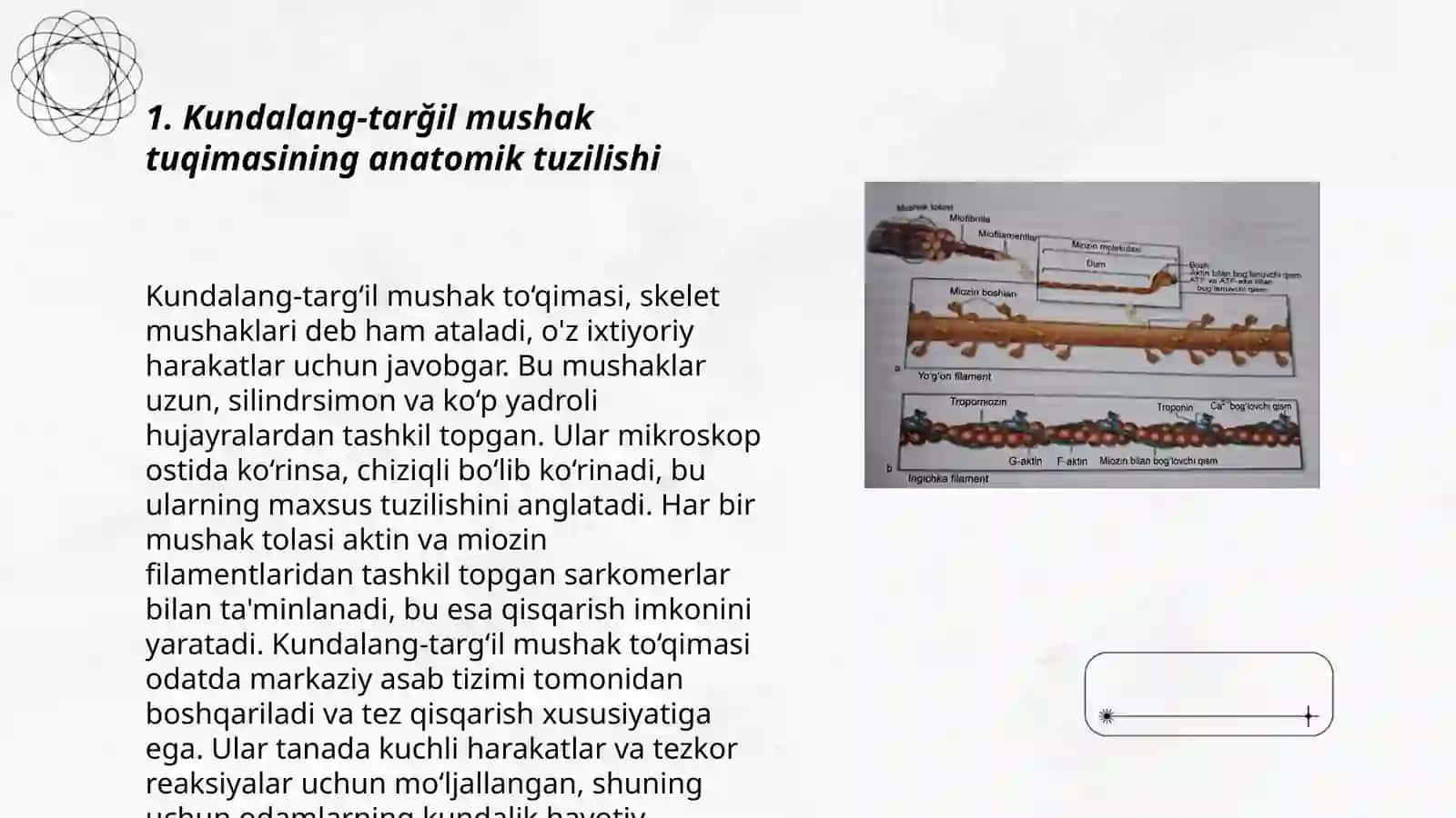 Kundalang-targ‘il mushak to'qimasi 3