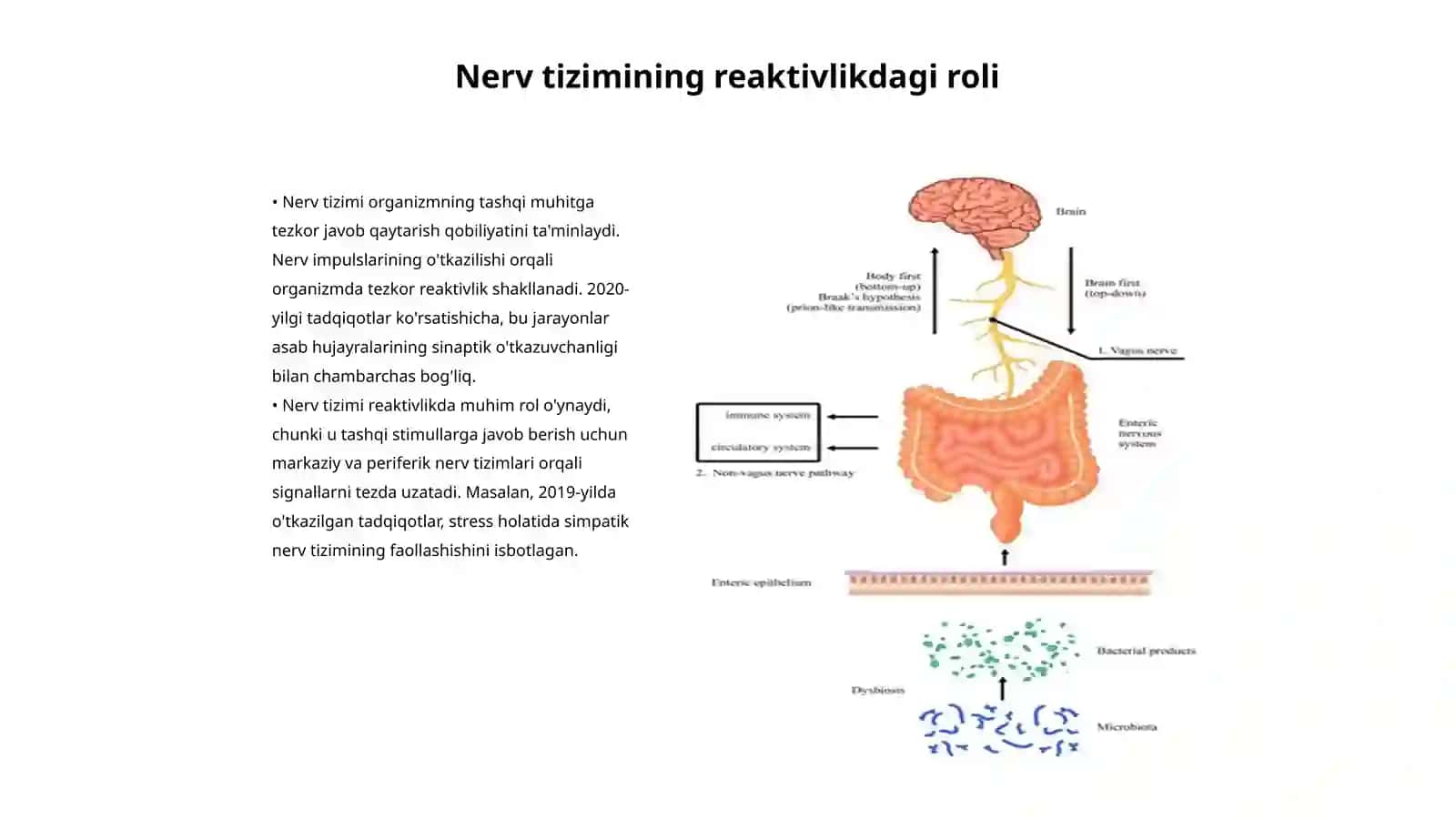Reaktivlik va rezistentlikning shakllanishida nerv va endokrin sestemasining roli 3