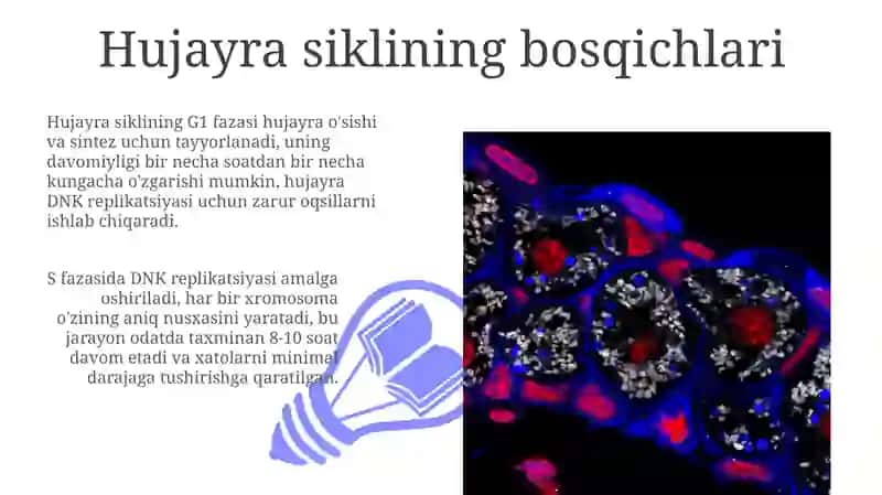 Hujayra sikli va hujayra replikatsiyasi boshqaruvi mexanizmlari 3