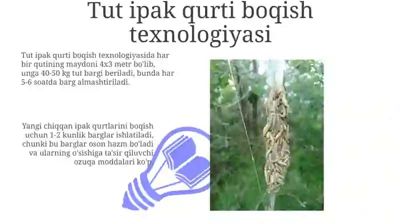 Tut ipak qurti boqish texnologiyasi 3