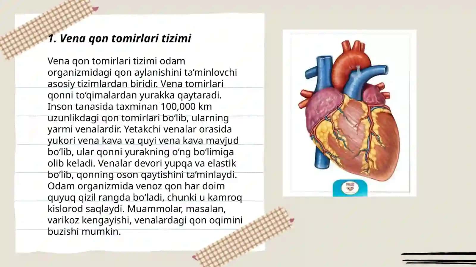Vena qon tomiri 3