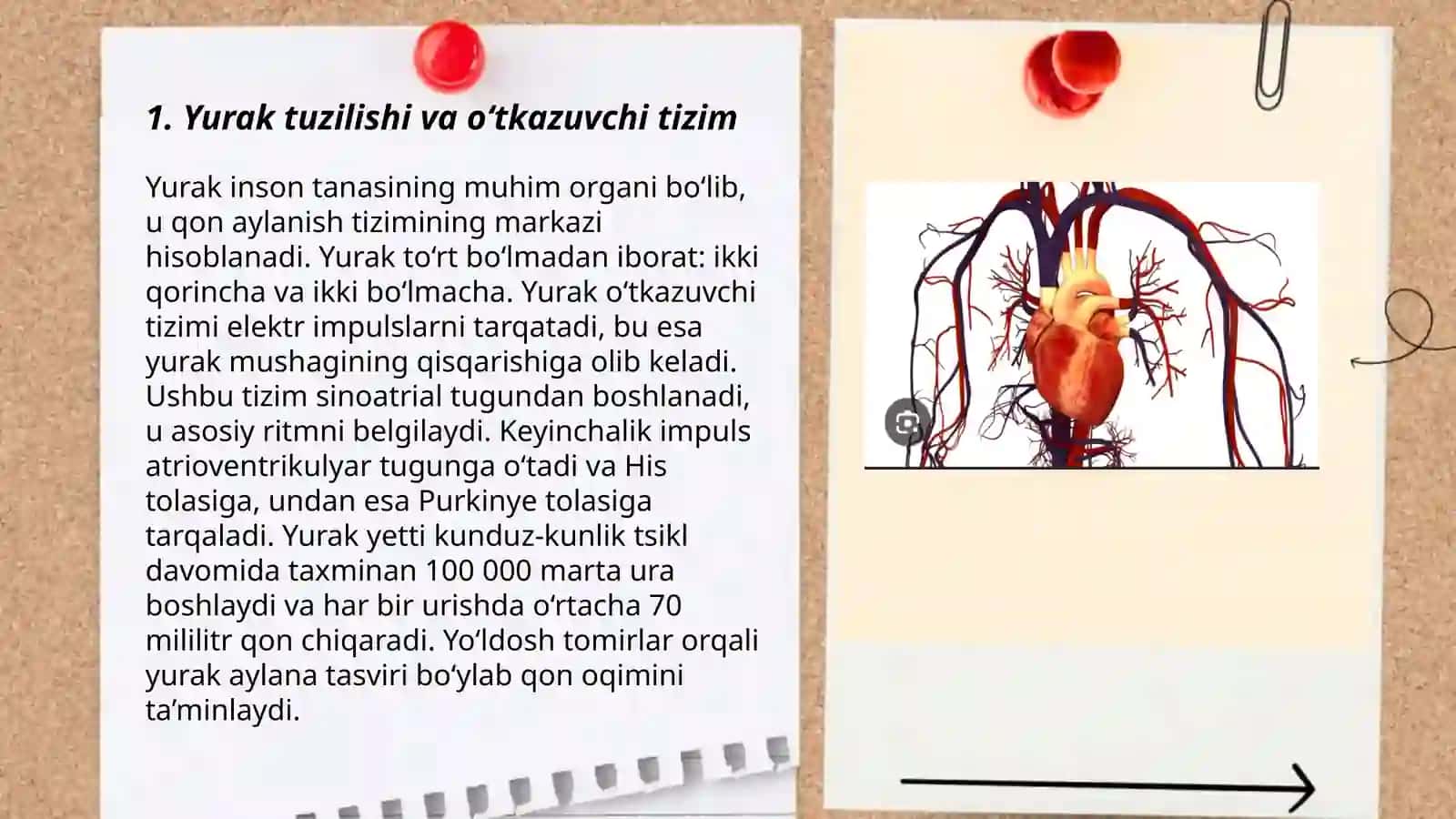 Yurakning oʻtkazuvchi tizimi 3