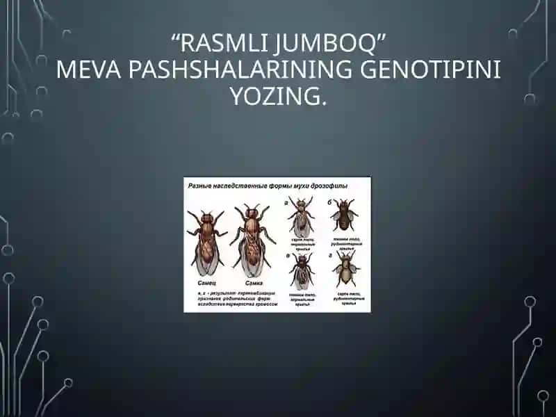 BELGILARNING JINSGA BOG‘LIQ HOLDA IRSIYLANISHIDARS TAQDIMOTI 3