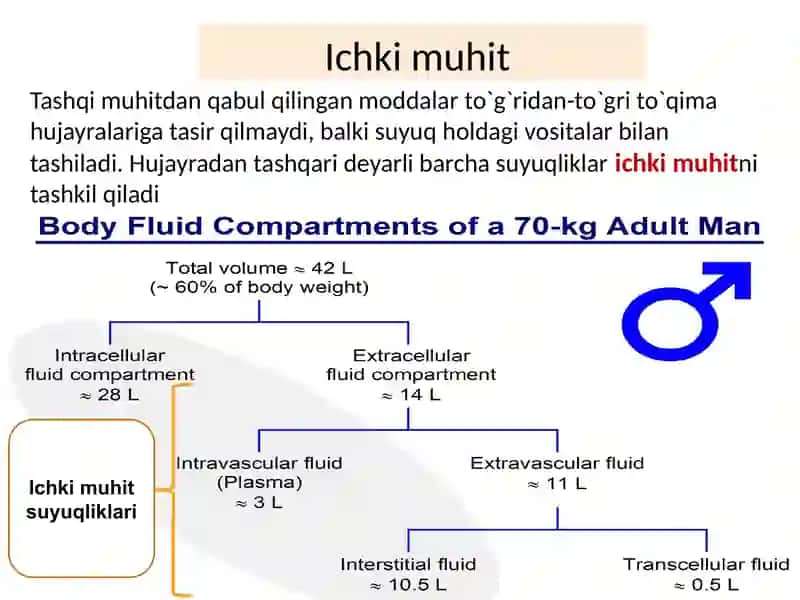 Ichki muhit Qon 3