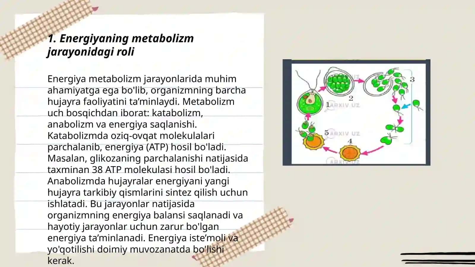Organizmdagi moddalar almashinuvining òzaro boĝliqligi 3