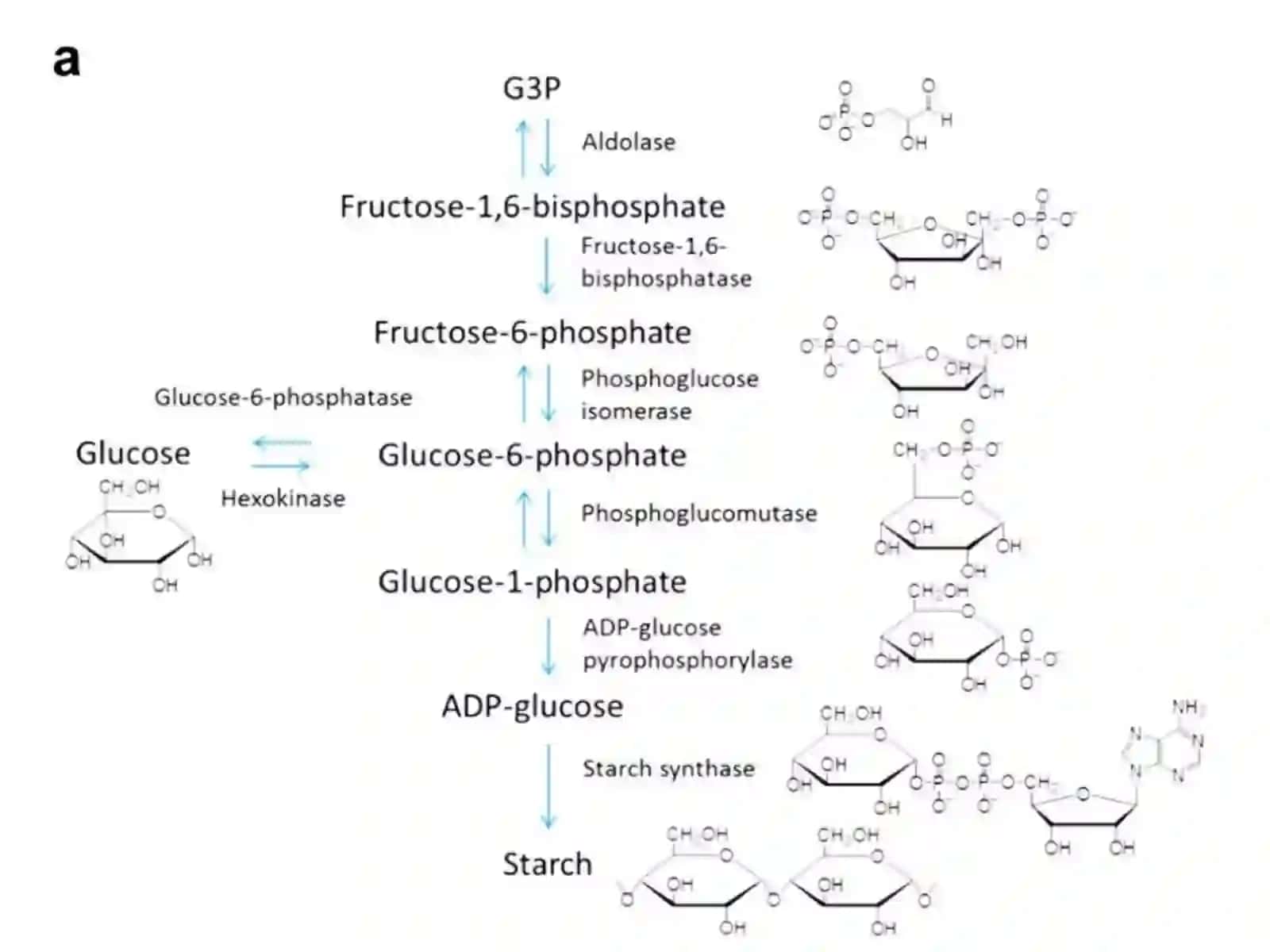 Karbonsuvlar.Monosaxaridlar 3