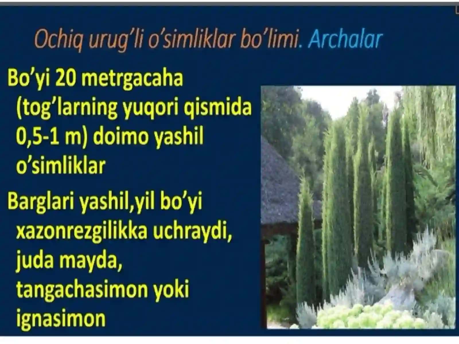 Yopiq urug'li o'simliklar haqida ma'lumotlar 3
