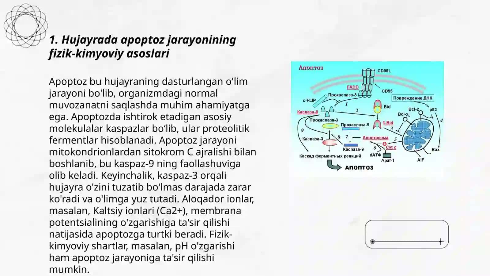 Hujayrada apoptoz jarayonining fizik-kimyoviy asoslari 3