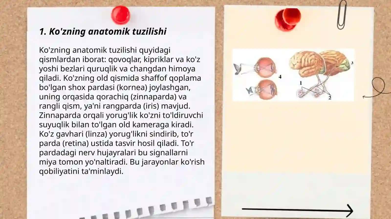 Ko'rish analizatori anatomiyasi va fiziologiyasi 3