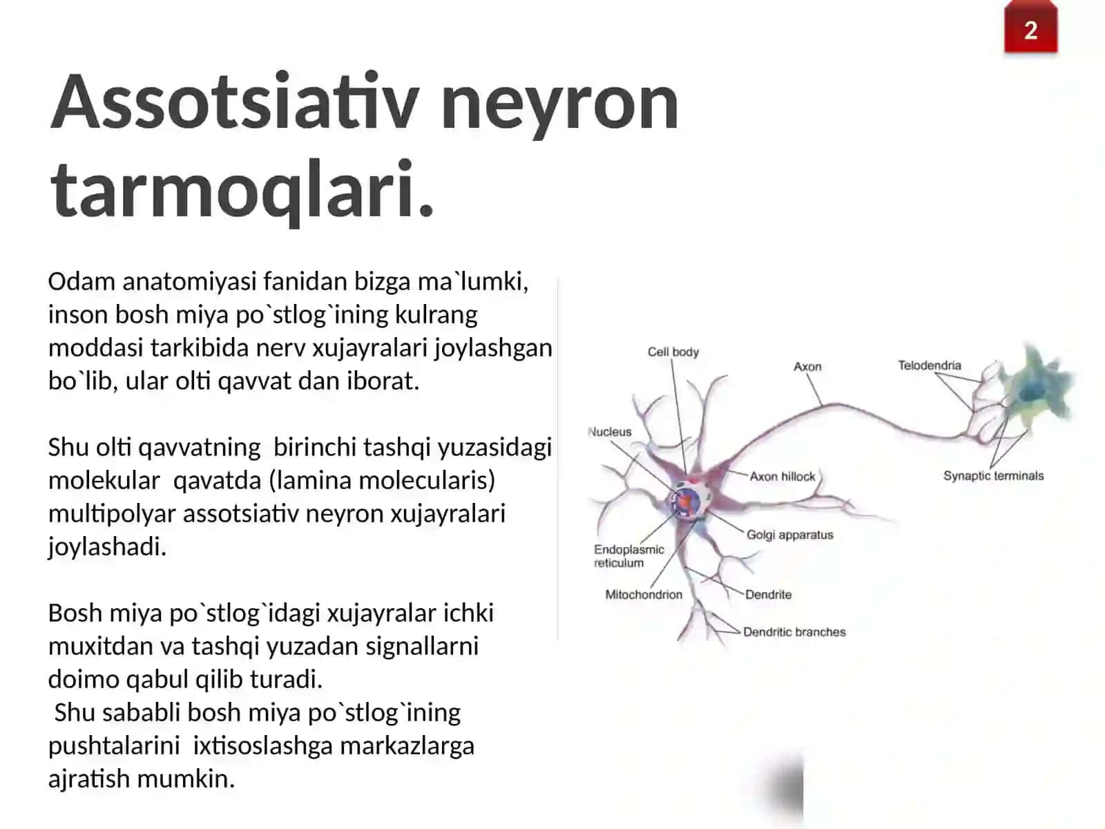Assotsiativ tarmoqturlari 3