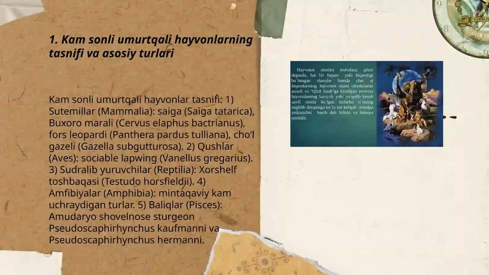 Kam Sonli va Nodir Umurtqali Hayvonlar 3