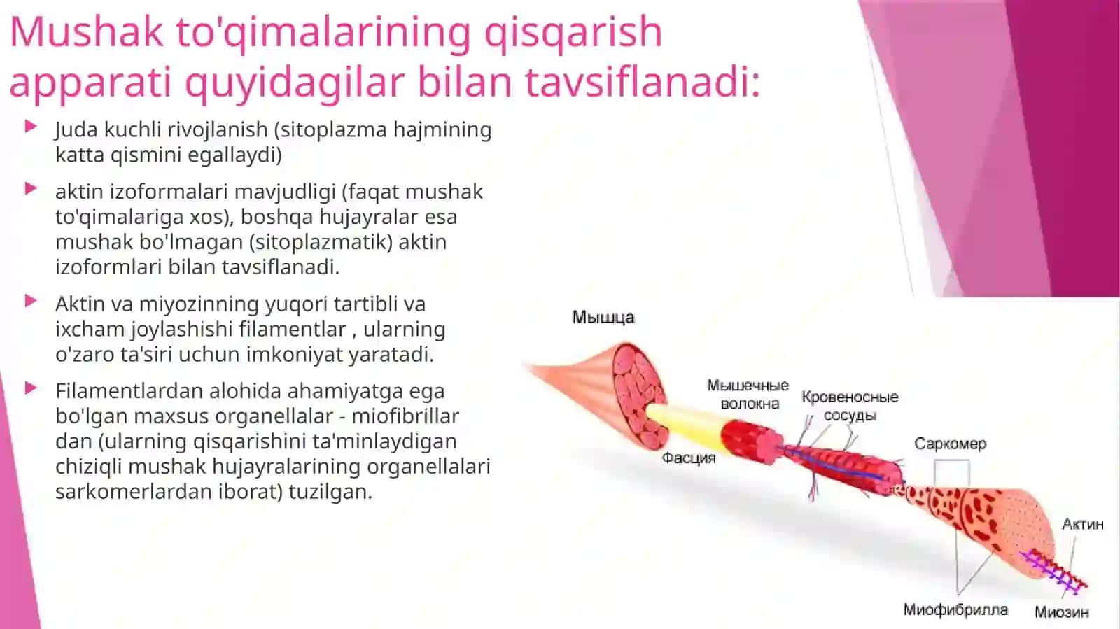 HARAKATNING MUSKULLI VA MUSKULSIZ FORMALARI 3